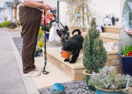 pet friendly park home