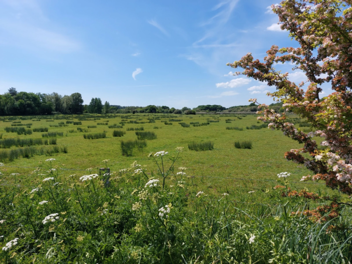 Residential Park Homes for sale at Manor Farm Court, Wareham, Dorset